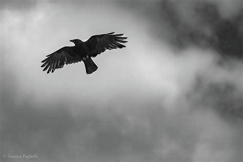 Black bird flying Photograph by Gessica Puglielli | Pixels