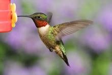 Hummingbird At A Feeder Free Stock Photo - Public Domain Pictures