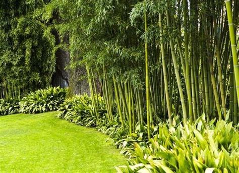 Bamboo Shrubs Plants - Garden Plant