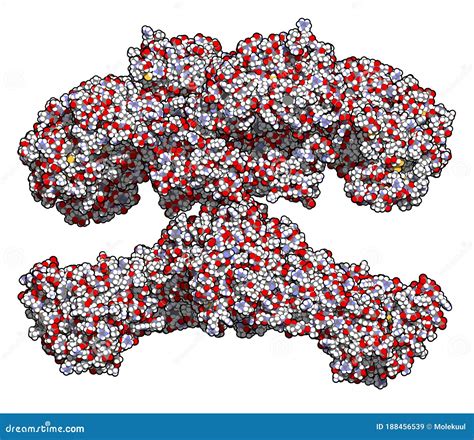 Fatty Acid Synthase (FAS) Enzyme. Responsible for the Synthesis of ...