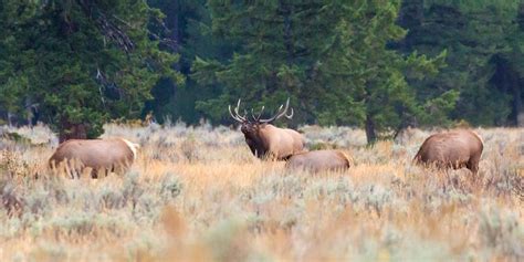 New State-Wide Elk Management Plan for Utah