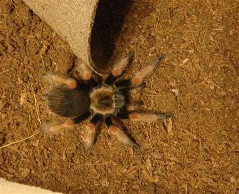 Brachypelma Emilia? | Arachnoboards