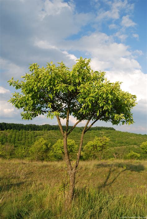 Abandoned Tree – FREEBigPictures.com