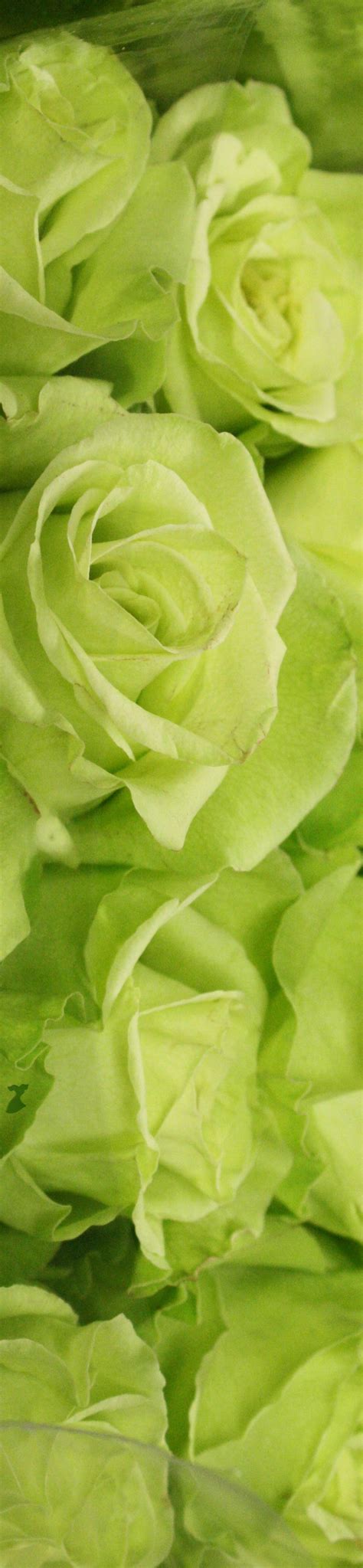 Roses by Color Gallery | Rose, Color, Shades of green