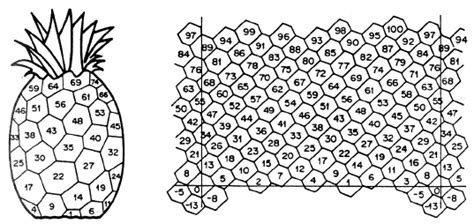 A pineapple transformed to a semi-infinite cylinder by H. S. M. Coxeter ...