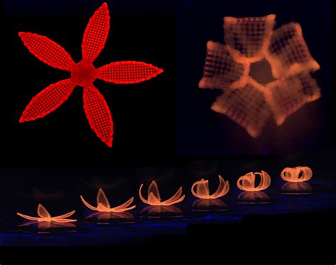 Novel 4D printing method blossoms from botanical inspiration | Harvard ...