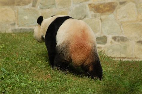 Panda Butt! | National Zoo | By: Carly & Art | Flickr - Photo Sharing!