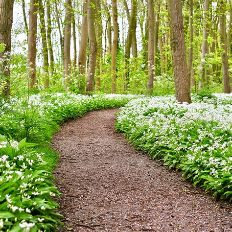 Wild Garlic Bulbs – Allium Ursinum – In The Green - Woodland Bulbs