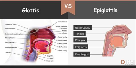 Glottis vs. Epiglottis - Diffzi