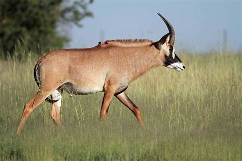 Roan antelope - Alchetron, The Free Social Encyclopedia