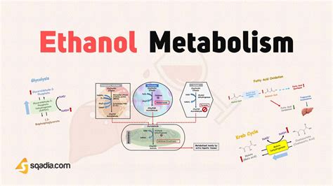 Ethanol Metabolism - Introduction