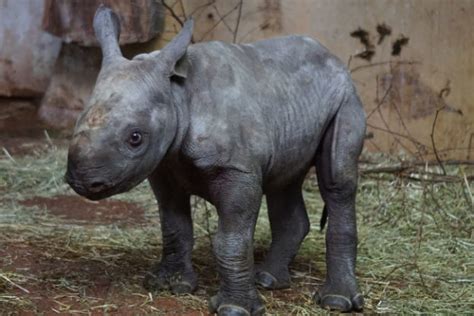 Black Rhino Facts For Kids: Rhinoceros Pictures, Information & Video