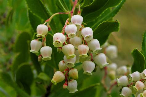 Growing the Strawberry Tree—Arbutus unedo