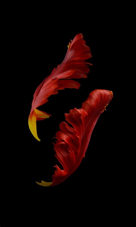 Parrot Tulips :: Behance