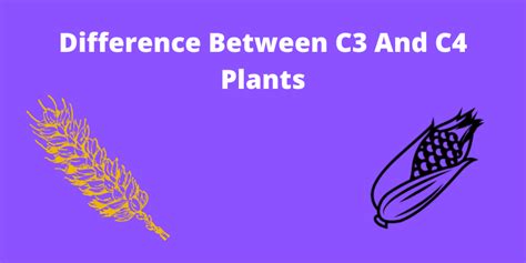 Difference Between C3 And C4 Plants in Tabular Form