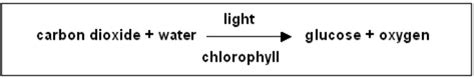 Photosynthesis and Respiration - Cellular Life Processes