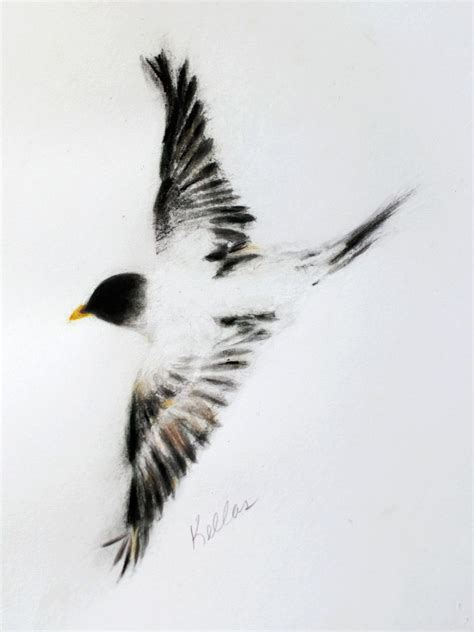 Charcoal Bird Drawings - Drawing.rjuuc.edu.np