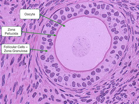 Primordial Follicle Labeled