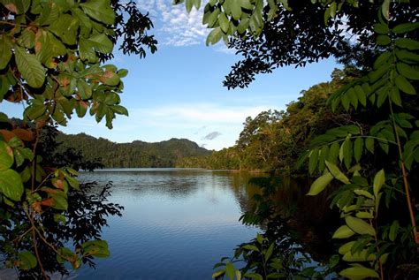 Día Internacional de los Bosques Tropicales: conozca 5 datos de los ...