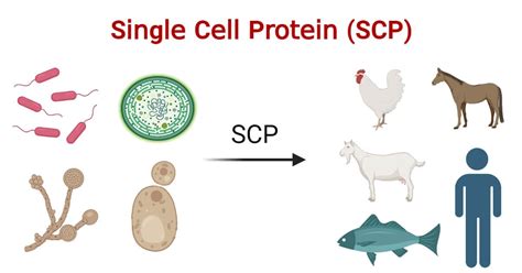 Single Cell Protein (SCP): Microbes, Production, Uses