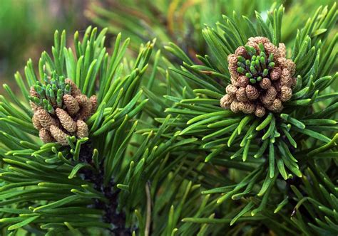 Dwarf Mountain Pine Tree (pinus Mugo 'corley's Mat') Photograph by ...