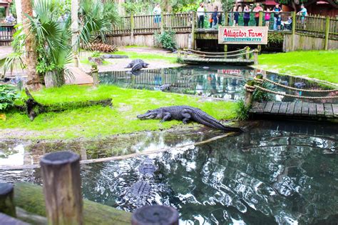 St. Augustine Alligator Farm Zoological Park - Date Your State