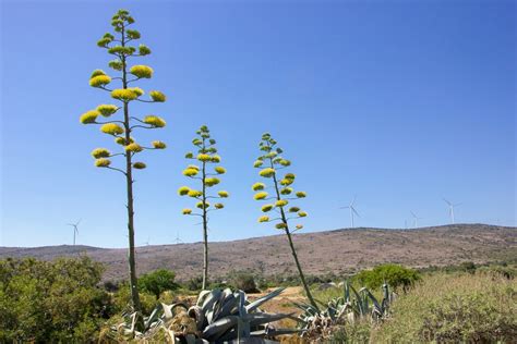 Everything You Need to Know About Cactus Flowers | HappySprout