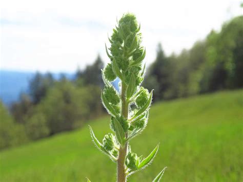 Sexton Mountain, Oregon – Northwest Wildflowers