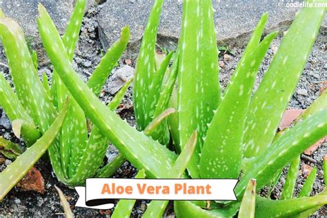 Are Those Aloe Vera Drinks Bad For Dogs