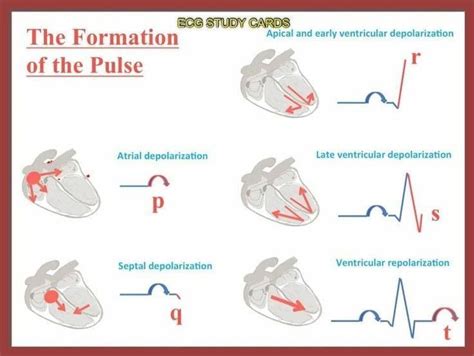 ECG Basics - The formation of the Pulse PQRST waves | Nurse, Ekg interpretation, Nursing school tips