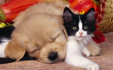 Cute Cats and Dogs Wallpapers - Top Free Cute Cats and Dogs Backgrounds - WallpaperAccess