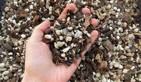 Ultimate Guide to Anthurium Soil: What to Put in Your Potting Mix