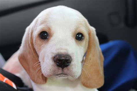 Cutest Lemon Beagle | Beagle, Labrador Retriever