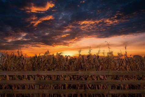 Cornfield Sunset by bml40400 - VIEWBUG.com