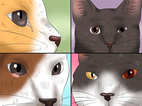 How to Treat Conjunctivitis in Cats: 11 Steps (with Pictures)