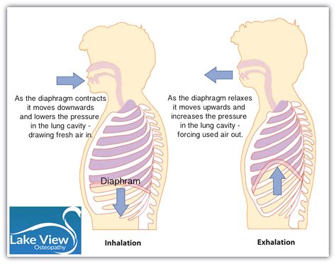 Is your way of breathing causing your neck pain? - Lake View Osteopathy