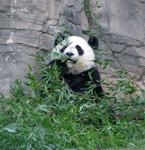 Pandas at the Atlanta Zoo, Georgia - Travel Photos by Galen R Frysinger ...