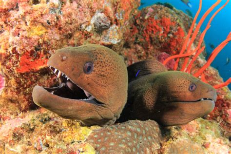 Moray Eel Care Guide - Tank Mates, Breeding & More » Petsoid