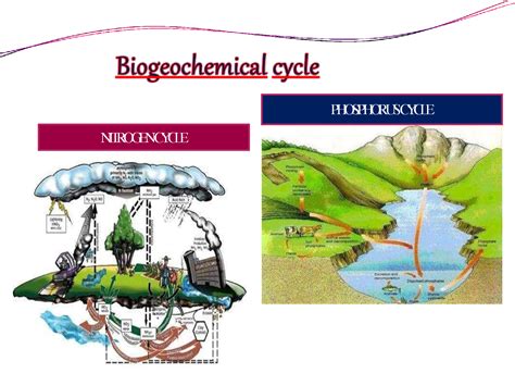 SOLUTION: Biogeo chemical cycle - Studypool