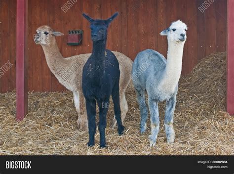 Alpaca, Vicugna Pacos Image & Photo (Free Trial) | Bigstock