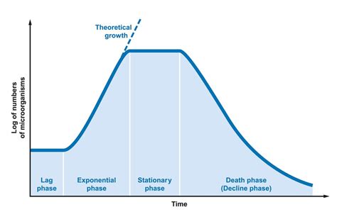 Growth Curve of Bacteria - Solution Parmacy