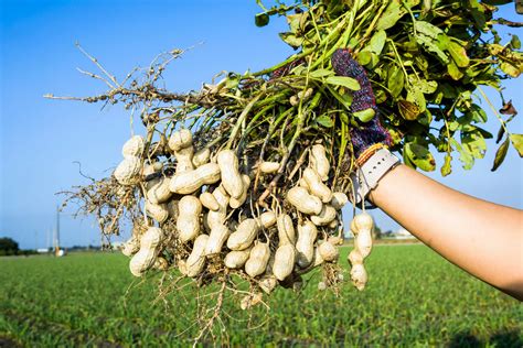 Cultivo de maní en Argentina: ¿qué tiene de especial?