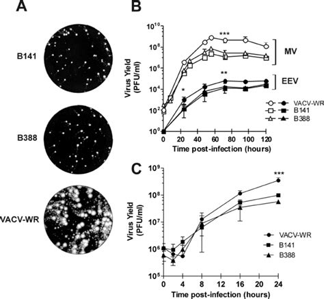 Progeny production and spread of B141 and B388 in BSC-40 cells. (A ...