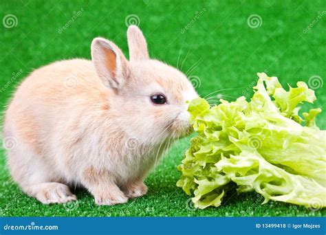 One Cute Bunny Eating Royalty Free Stock Photos - Image: 13499418