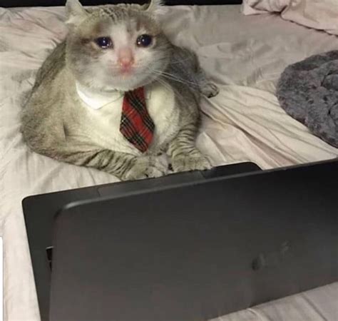 Sad office cat : Catswithjobs