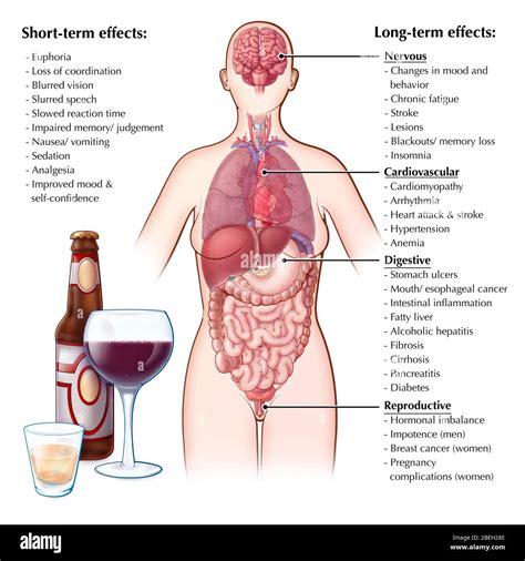 Effects Of Alcohol On Liver