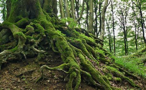 How restoring old-growth forest in Washington state could help fight climate change