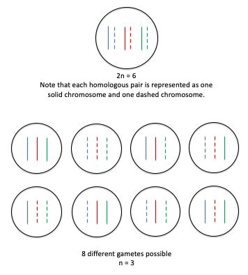 Picture Of Diploid