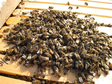 January Chores in the Bee Yard