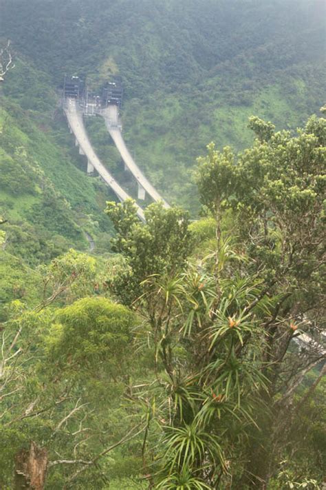 Native Flowers on Aiea Ridge | Hawaiian Forest